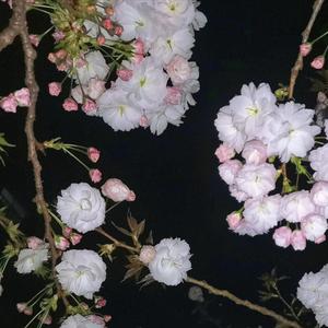 我不要深情和愚昧 伴奏