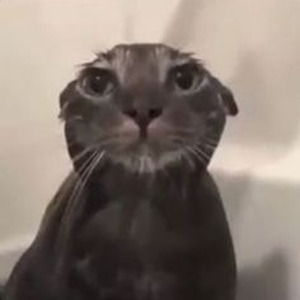 I Did It For My Dawgz (sped up)