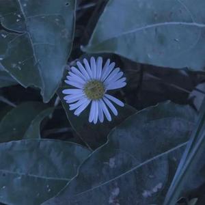 愿成长落落大方 枯木逢春不负众望