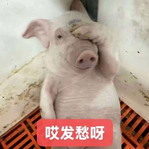 说唱据点团专预热雷霆猪钢曲目