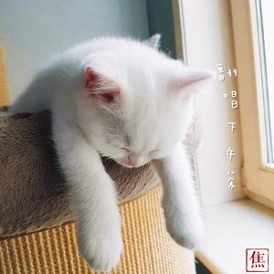 讲道理的是知己（铁齿铜牙纪晓岚主题曲）（Cover 戴娆）