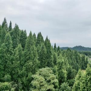 青青陵上柏 伴奏