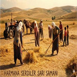 Harmana Serdiler Sarı Samanı 2