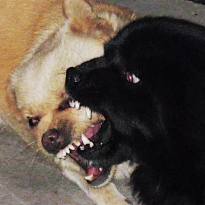 SubtomiK - Got it(Kame House remix）