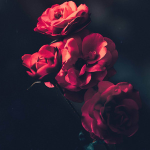 Into the Bright Light