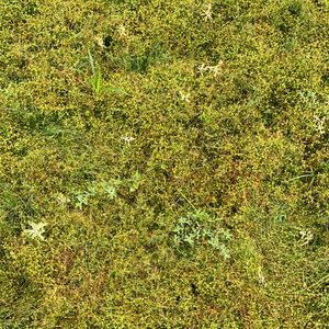 枯萎草（Prod by NOS x Ecoondatrack）