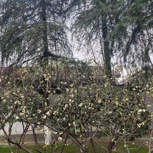 如果爱 demo