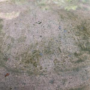 The Digital Looking Glass