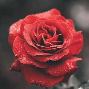 绽放的生命无畏