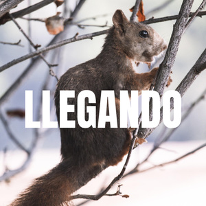LLEGANDO