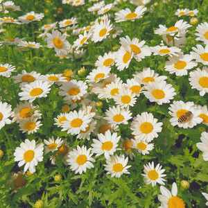 エルマ（Cover. ヨルシカ）