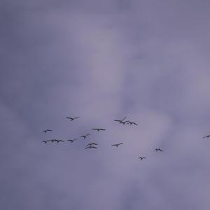 我抱着猫 你在买花