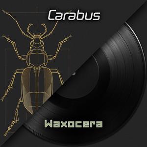 Carabus (Ground Beetles)