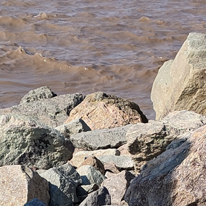 油菜花开遍地黄