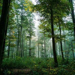 森林物语 - deep forest