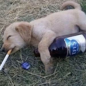 【FREE】网课不好好听就把你送到二刺螈捏 Lil Uzi Vert Type Beat