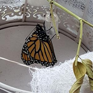 Disney Does Not Fear God