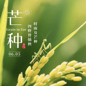 芒种安康快乐！（藏头诗）