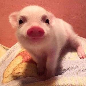 和Faker唱反调(ft.SanB三变)