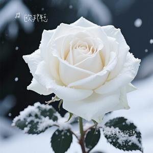 冬天里的白玫瑰