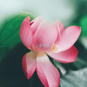 茶音乐 (古筝曲)