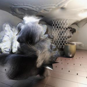 Bride From the Desert