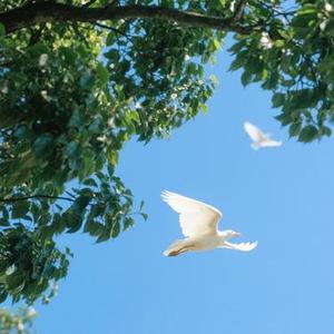 自由派诗人(Cover 关剑)