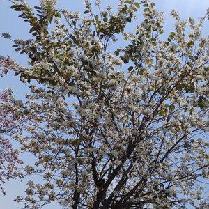 青城山下白素贞