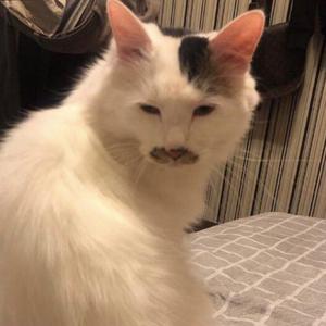 我真的是醉了一个打辅助的石头怎么老是想着叠杀人书（prod by yongoz）