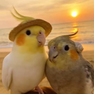 peekaboo（玄凤国歌）