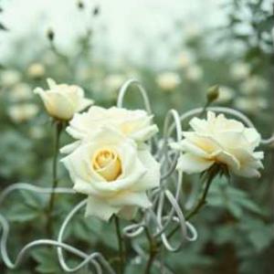 베르사유의 장미 (AI Version)