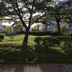 梅雨の木立ち 順天堂