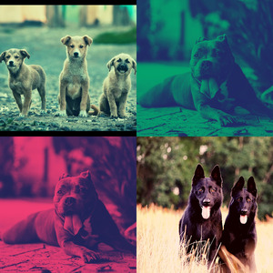 微妙的可爱的狗心情