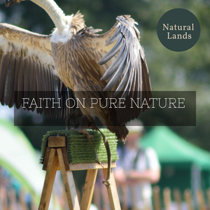 Crested Birds in The Forest