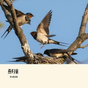 燕归巢 (Cover 许嵩)