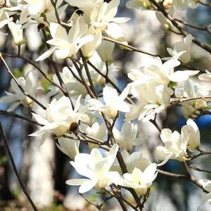 玉兰树下琵琶声