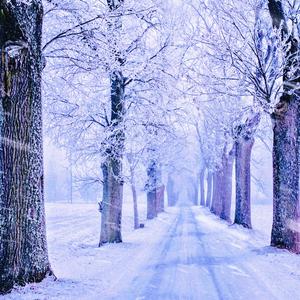 就请别告诉我雪和柳絮的区别