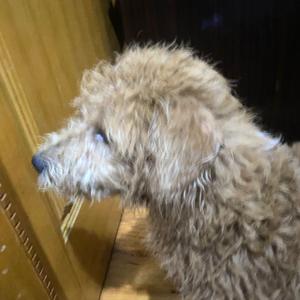 我会永远永远的爱你