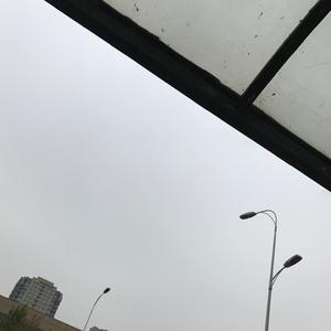 像一只狗一样爱你