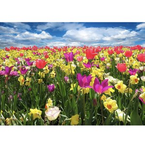 你的温柔你的美