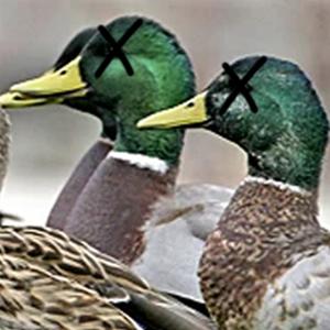 Fui à Caça aos Patos