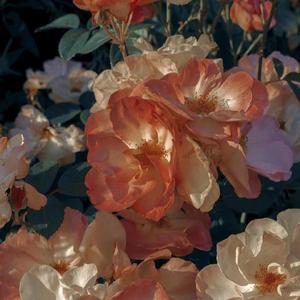 《荏苒》（Prod.EVO Music）