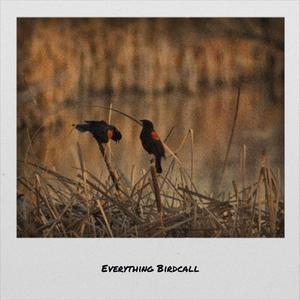 Everything Birdcall