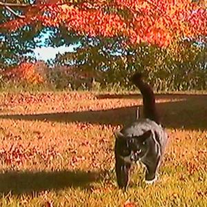 I wish this could last forever