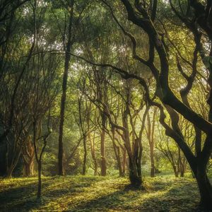 苹果落地时的丰收曲