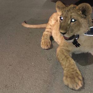 男孩别哭（女生翻唱）