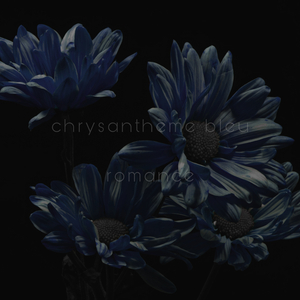 chrysanthème bleu romance
