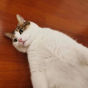 释然（Cover：陈麒名）