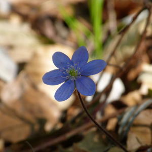Cammenanne pe napule donna da fare