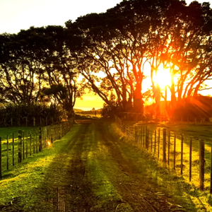 Se Der Certo Ou Não